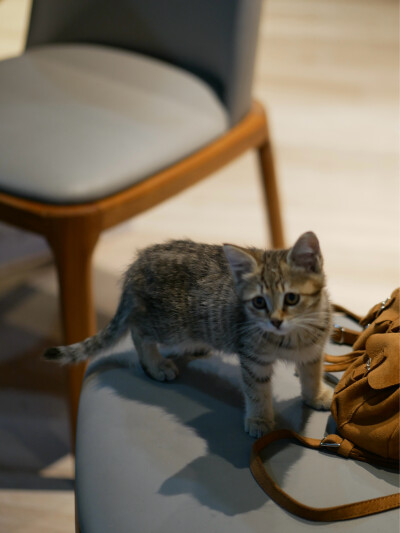 凛冬将至
我与狸奴不出门