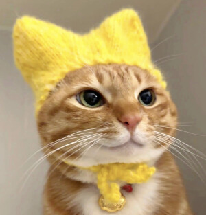 猫猫头像