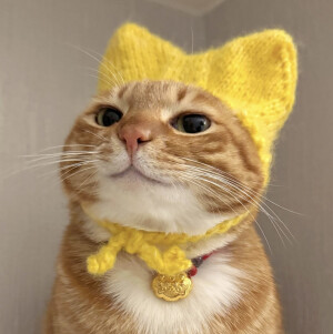 猫猫头像