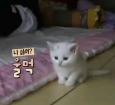 (⸝⸝⸝°-̫° ⸝⸝⸝)