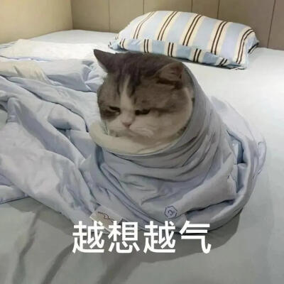 你很胖 才不是毛茸茸