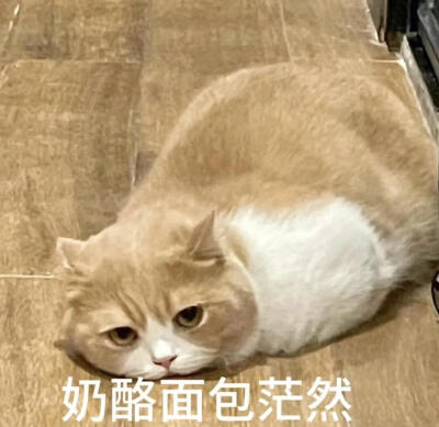 你很胖 才不是毛茸茸