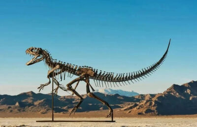 一件幼年角鼻龙化石天价落槌，最终成交价30,510,000美元（约合人民币218,000,000元）。1996年出土、至今未命名的幼年角鼻龙化石，为全球仅有的四具完整角鼻龙化石之一，其余三具均藏于博物馆。这具化石体长约3.1米，…