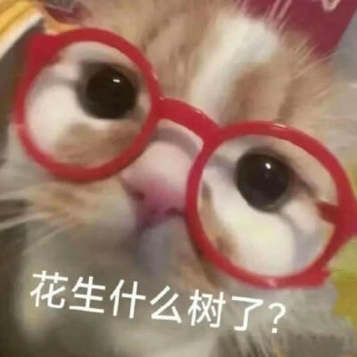 你很胖 才不是毛茸茸