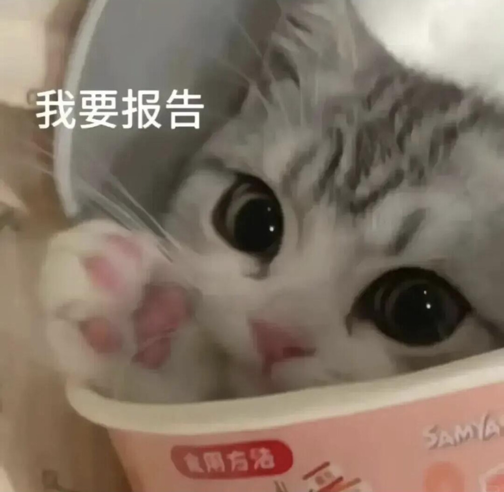 你很胖 才不是毛茸茸