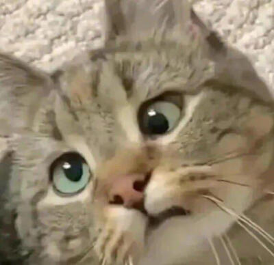 你很胖 才不是毛茸茸