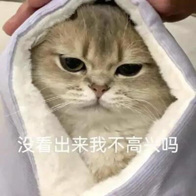 你很胖 才不是毛茸茸