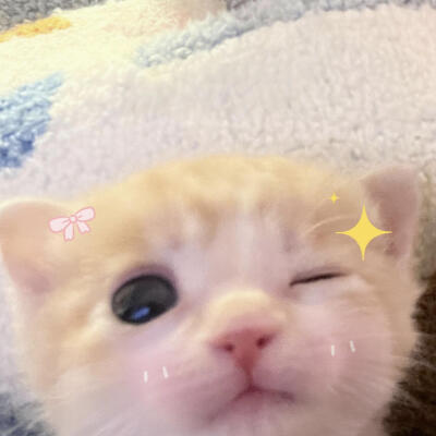 可爱猫咪头像