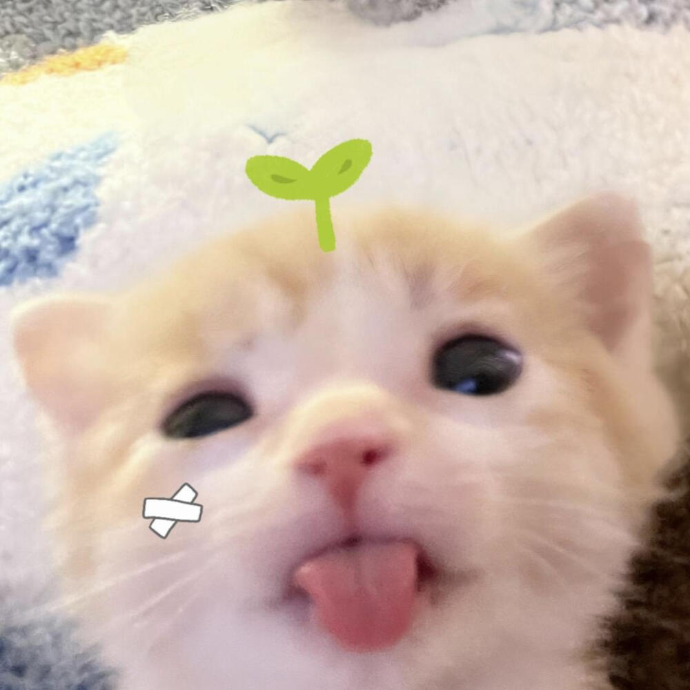 可爱猫咪头像