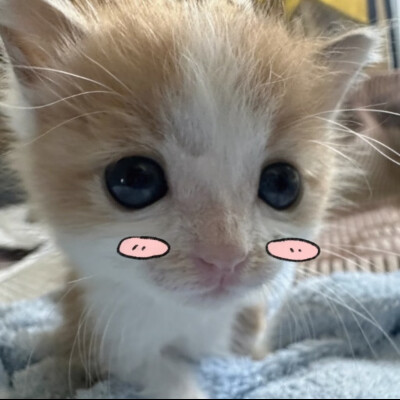 可爱猫咪头像