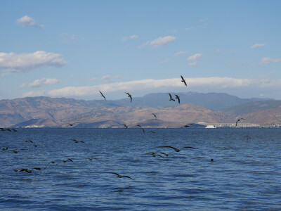 每日主题：遛崽