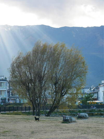 每日主题：遛崽