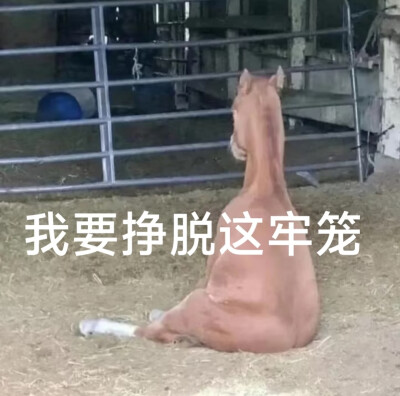 牛马人都看看ʕ⊝⍛⊝ʔ**