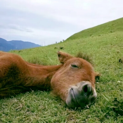 牛马人都看看ʕ⊝⍛⊝ʔ**