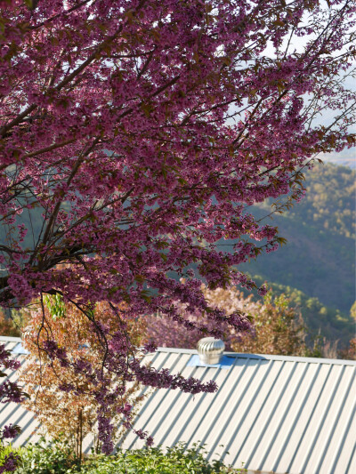 小伙伴特别邀请一年一度杀猪菜
天光吃到天黑从杀死猪猪到吃掉猪猪不超过两小时超级新鲜超级原味的烤猪猪
吃到翻白眼然后再吃席
大理的南涧山头冬樱飞舞小狗跳跃
江山辽阔绝美我大中华