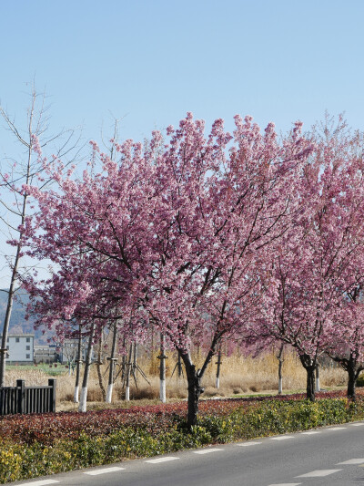 还珠格格没骗我们
大理“四季如春”“家家有水户户有花”
