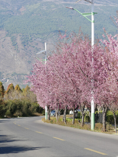 还珠格格没骗我们
大理“四季如春”“家家有水户户有花”