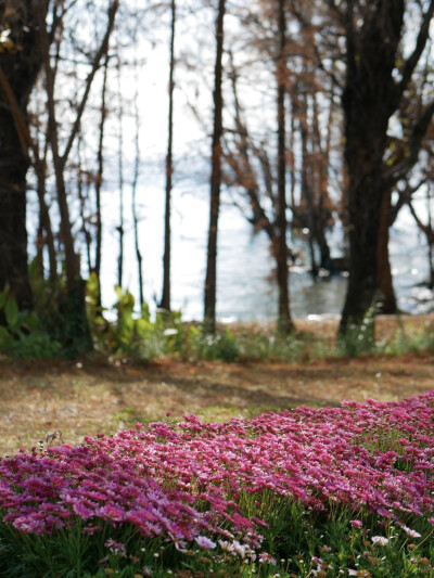 还珠格格没骗我们
大理“四季如春”“家家有水户户有花”