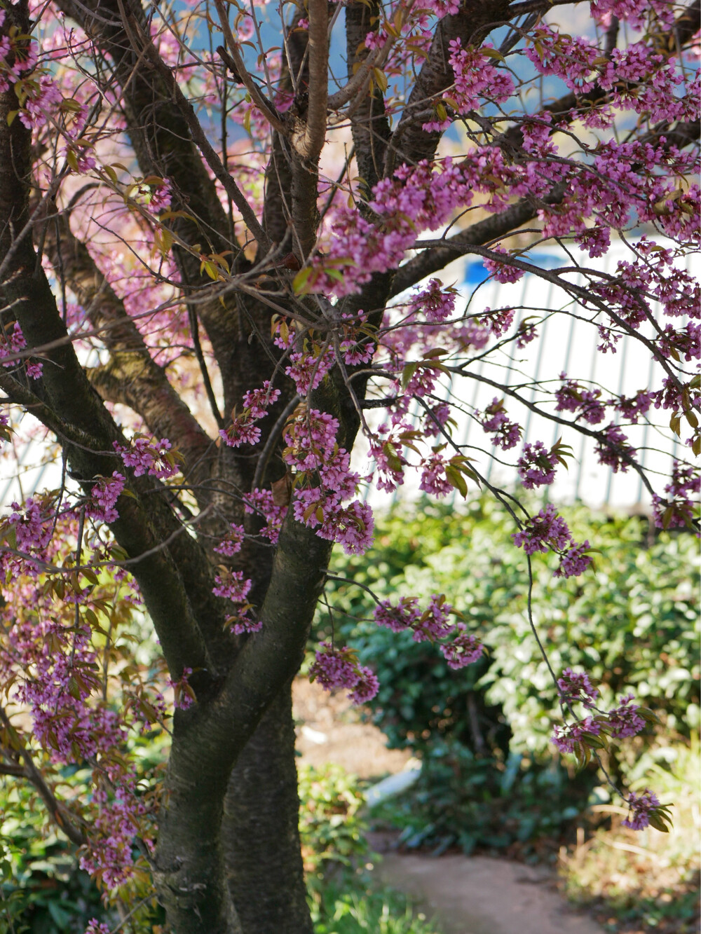 小伙伴特别邀请一年一度杀猪菜
天光吃到天黑从杀死猪猪到吃掉猪猪不超过两小时超级新鲜超级原味的烤猪猪
吃到翻白眼然后再吃席
大理的南涧山头冬樱飞舞小狗跳跃
江山辽阔绝美我大中华