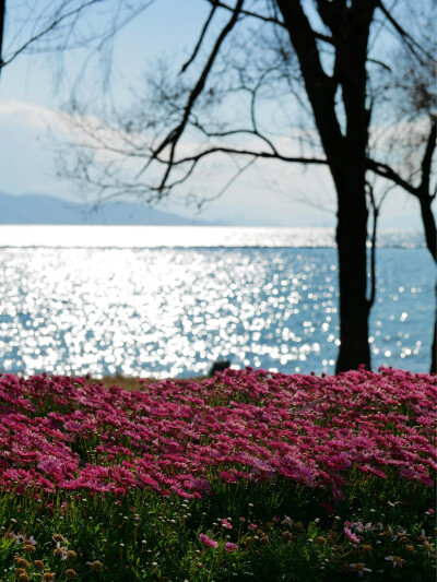 还珠格格没骗我们
大理“四季如春”“家家有水户户有花”