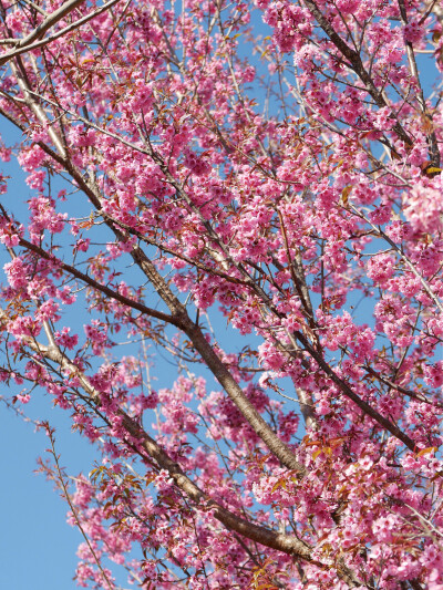 还珠格格没骗我们
大理“四季如春”“家家有水户户有花”