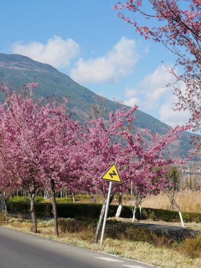 还珠格格没骗我们
大理“四季如春”“家家有水户户有花”