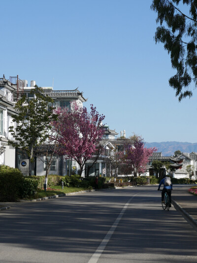 还珠格格没骗我们
大理“四季如春”“家家有水户户有花”
