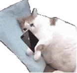 动图表情包·图源微博