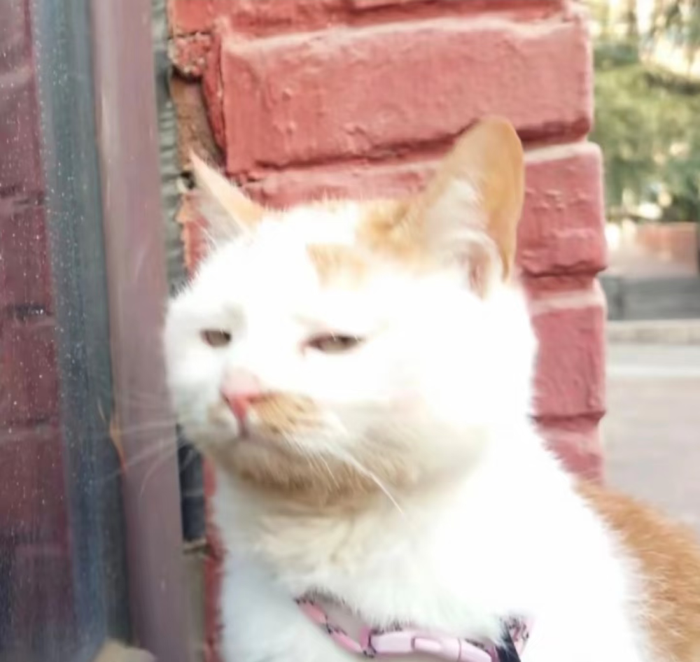 喵汪