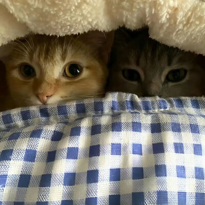 ✧*｡٩(ˊωˋ*)و✧*｡