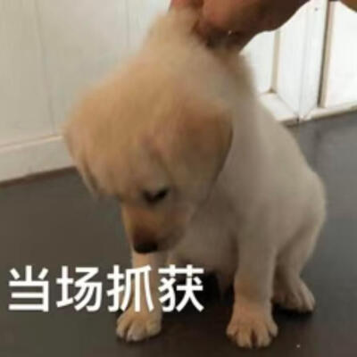 表情包·图源微博