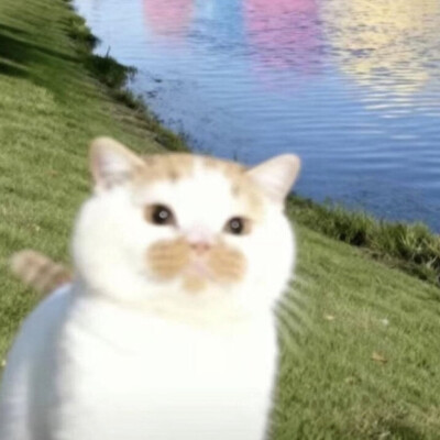 猫咪头像
