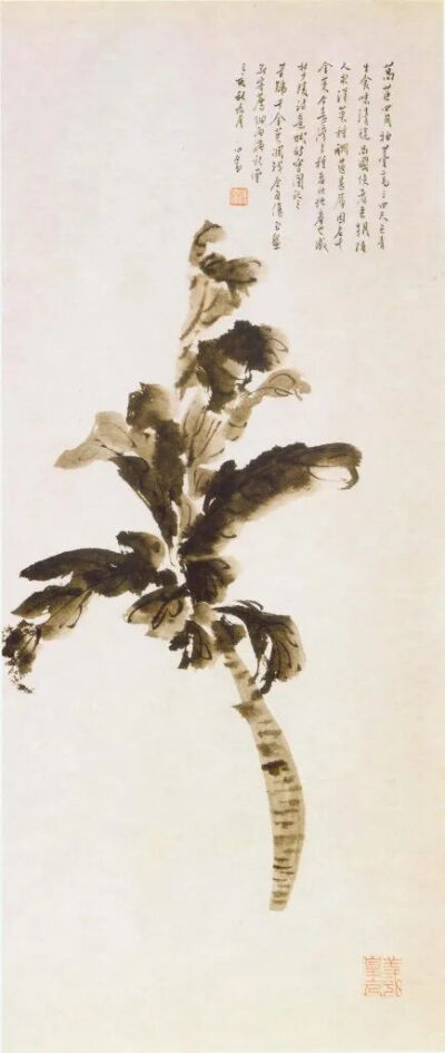 溥心畬《莴苣》1959年，纸本84cm×23.6cm
台北故宫博物院