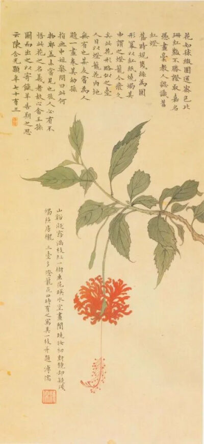 溥心畬《朱槿图》
1952年，纸本，45cm×21cm台北故宫博物院
