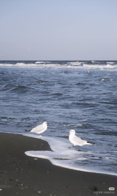 海鸥与海