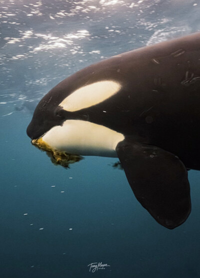 可爱的虎鲸宝宝给人类叼吃的