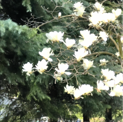 二改注明崔稚渝