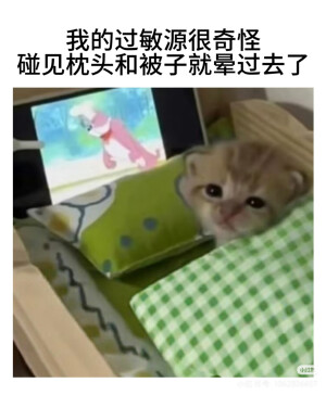 猫猫拯救世界
