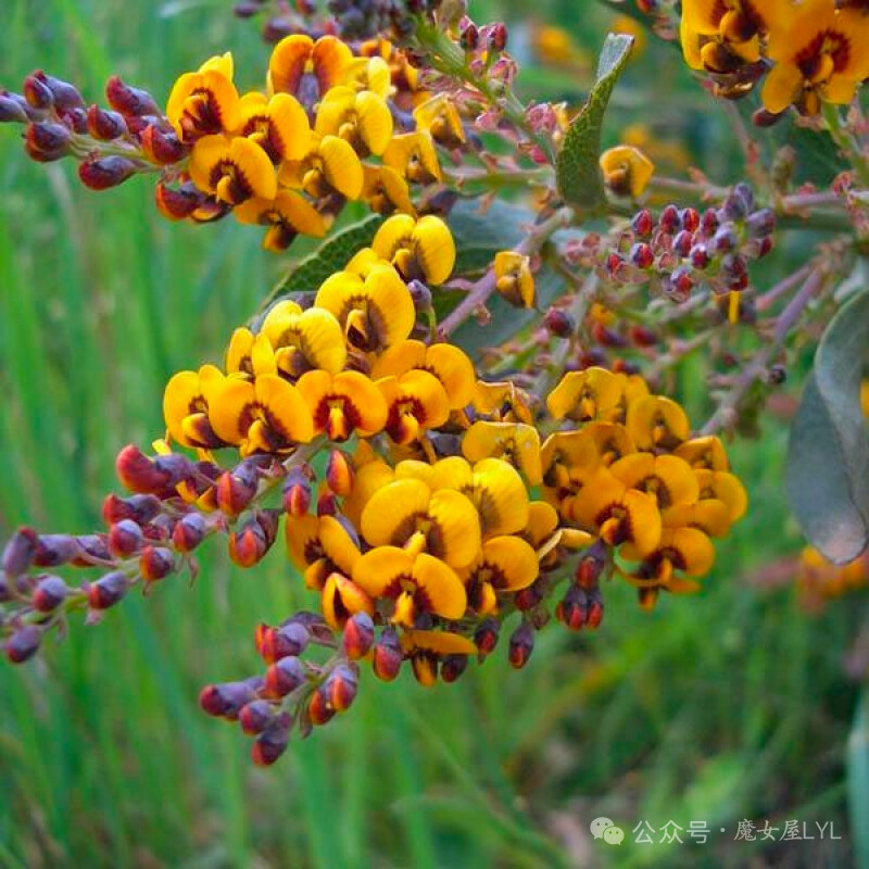 戴维氏豆属 Daviesia俗称苦豌豆，约有130种开花植物，是澳大利亚特有种。戴维氏豆属植物为灌木或小乔木，叶片呈叶状或鳞片状。