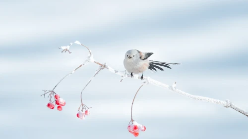 Photo by 壁纸迷