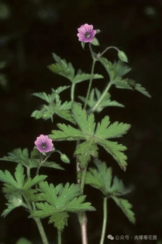 叉枝老鹳草（学名：Geranium divaricatum）分布于哈萨克斯坦、西亚、欧洲、中亚、大西洋以及中国大陆的新疆等地，生长于海拔1,000米至1,950米的地区，多生长于低山或山前平原，目前尚未由人工引种栽培。