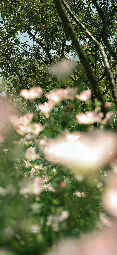 小清新壁纸.ᐟ.ᐟ