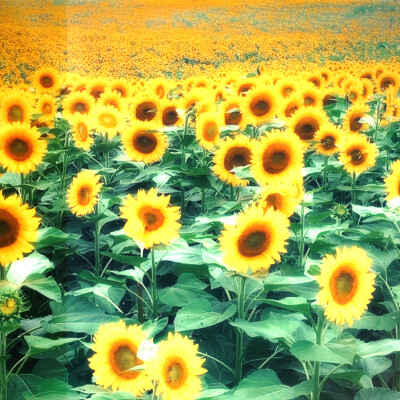 看这阳光，雨季将不再来。