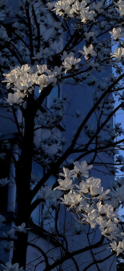 ios26裸眼3D景深壁纸
#氛围感壁纸#