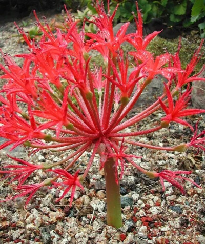 Brunsvigia orientalis