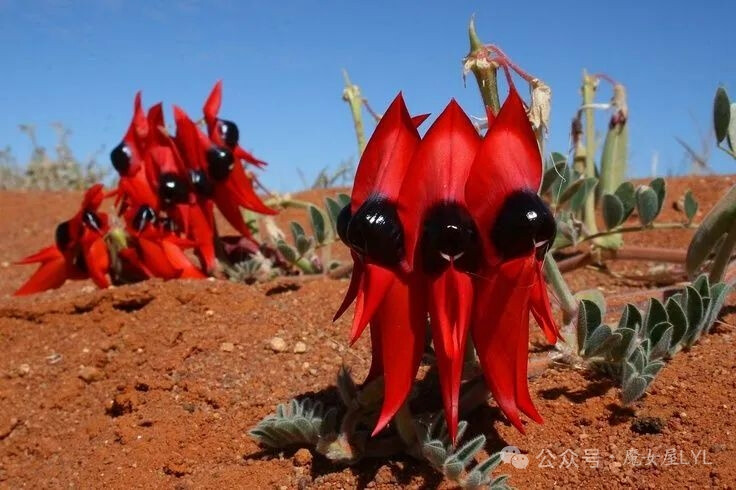 斯特尔特沙漠豌豆 Swainsona formosa