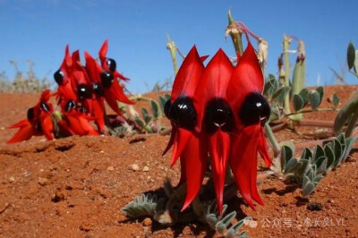 斯特尔特沙漠豌豆 Swainsona formosa