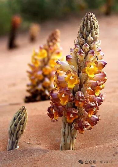 肉苁蓉属（学名：Cistanche）是列当科下的一个属，为草本植物