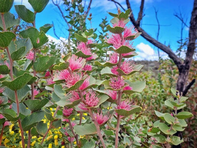 Hakea cucullata 兜状荣桦