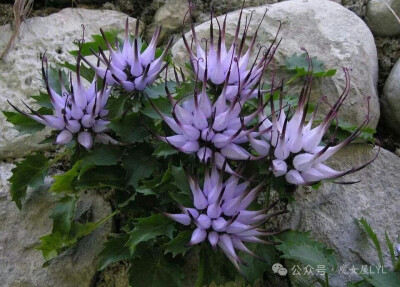 喙檐花 Physoplexis comosa因其花朵尖端弯曲如爪，在欧洲民间亦称 “恶魔之爪” Devil's Claw，Tufted Horned Rampion。